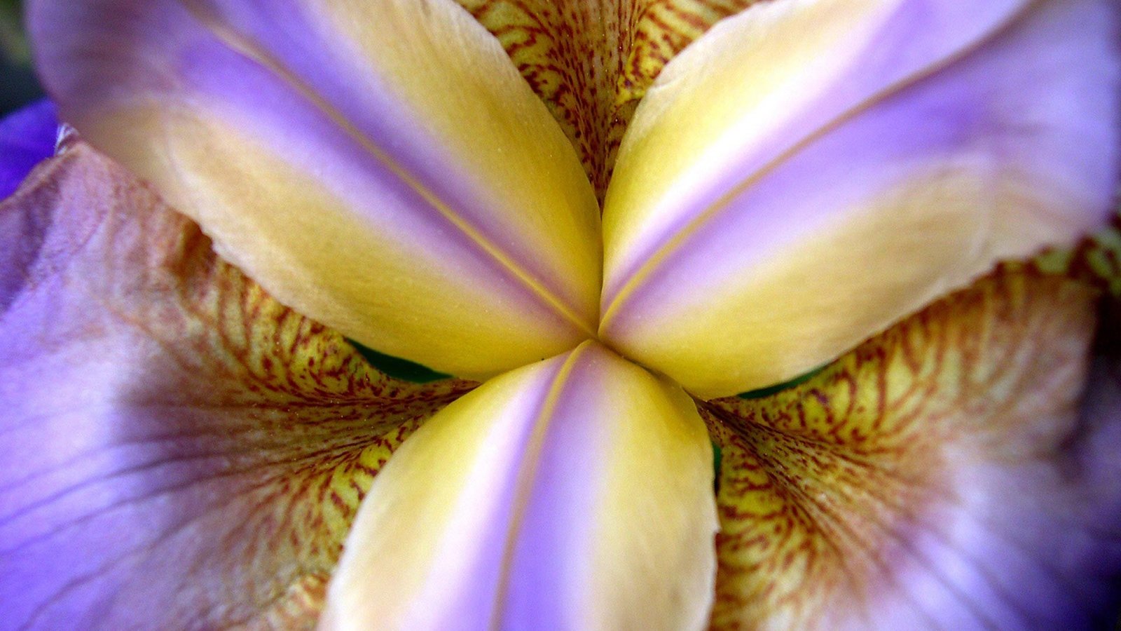 Обои макро, цветок, лепестки, ирис, крупным планом, macro, flower, petals, iris, closeup разрешение 1920x1200 Загрузить