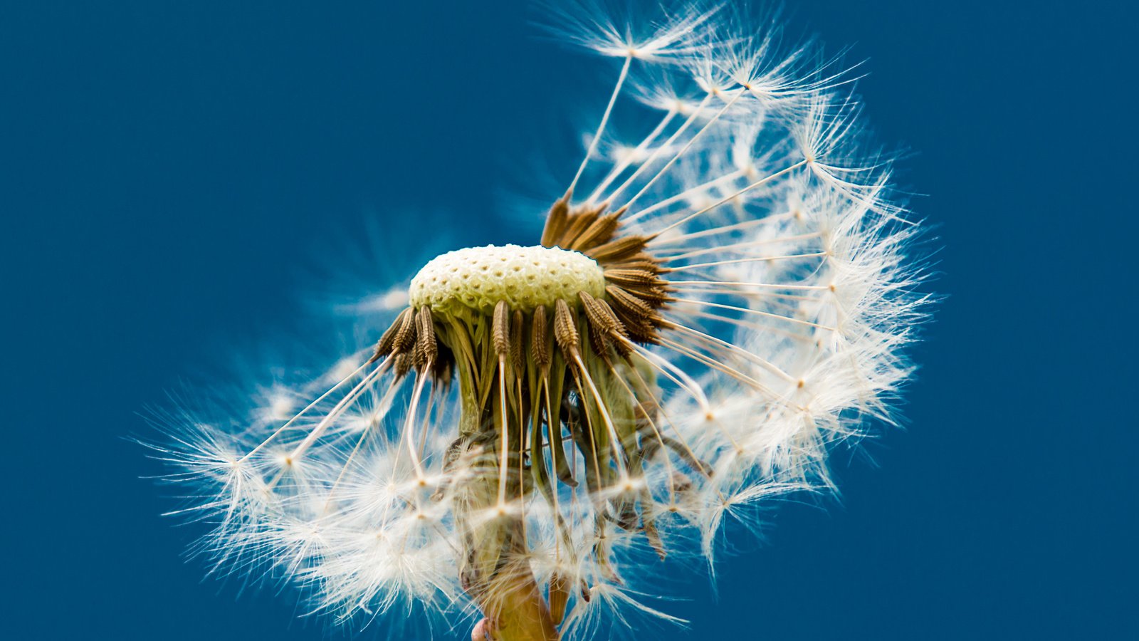 Обои макро, фон, цветок, одуванчик, пушинки, macro, background, flower, dandelion, fuzzes разрешение 2560x1600 Загрузить