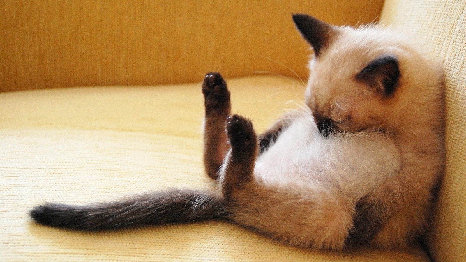 Обои поза, кошка, котенок, спит, малыш, сиамский, смешной, pose, cat, kitty, sleeping, baby, siamese, funny разрешение 1920x1200 Загрузить