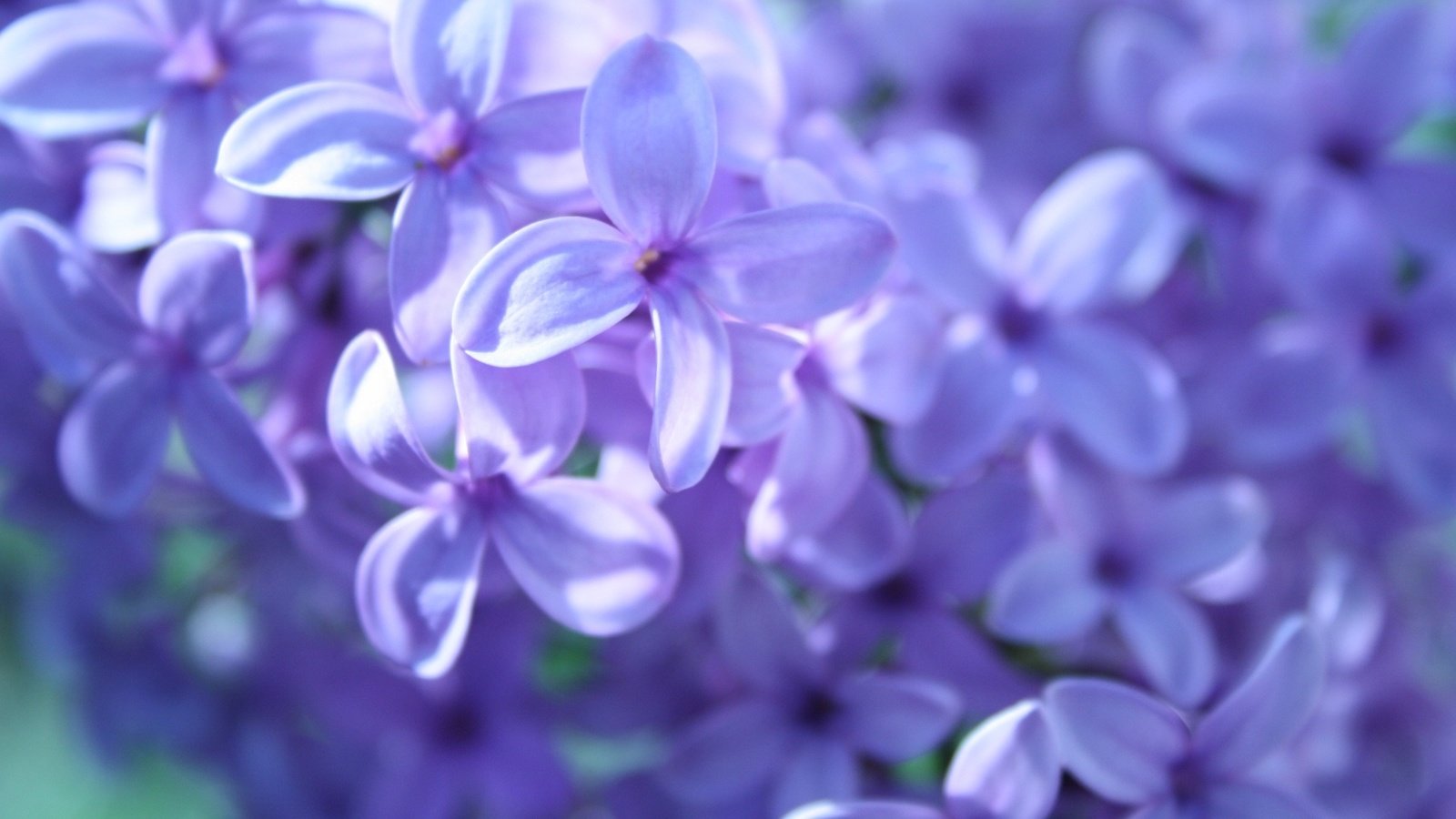 Обои цветы, макро, весна, сирень, flowers, macro, spring, lilac разрешение 1920x1080 Загрузить