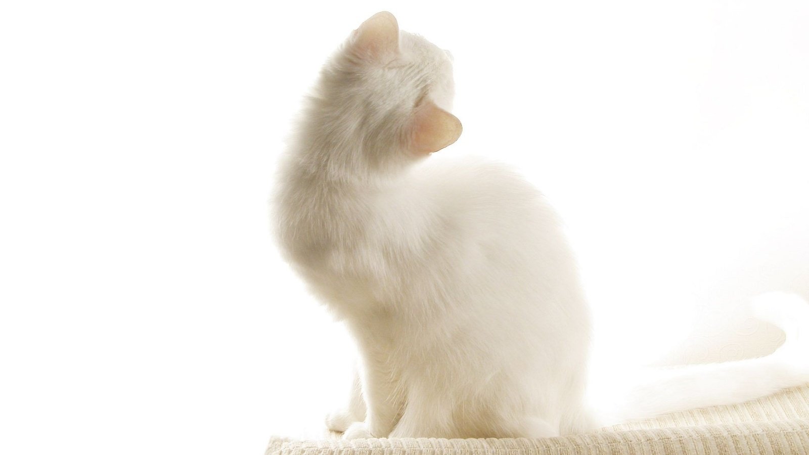 Обои кошка, котенок, белый, ушки, белый кот, cat, kitty, white, ears, white cat разрешение 1920x1200 Загрузить