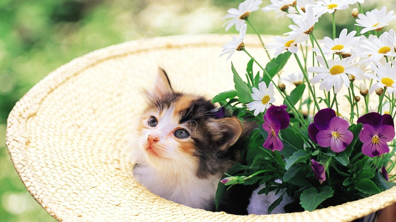 Обои цветы, кошка, котенок, шляпа, котенок в клумбе, flowers, cat, kitty, hat, kitty in the flower bed разрешение 1920x1200 Загрузить