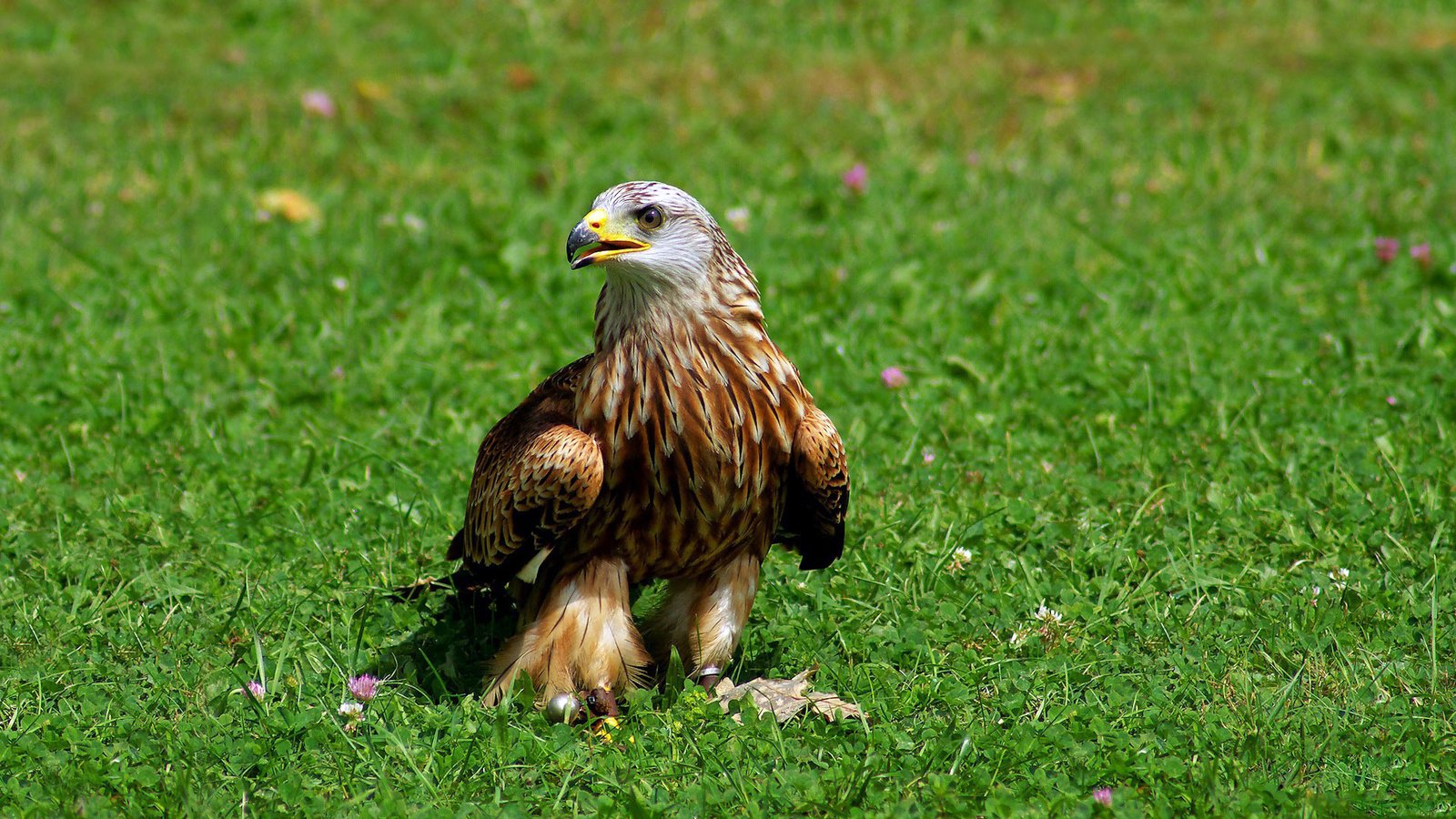 Обои трава, красный, птица, клюв, коршун, когти, хищная, grass, red, bird, beak, kite, claws, predatory разрешение 1920x1080 Загрузить