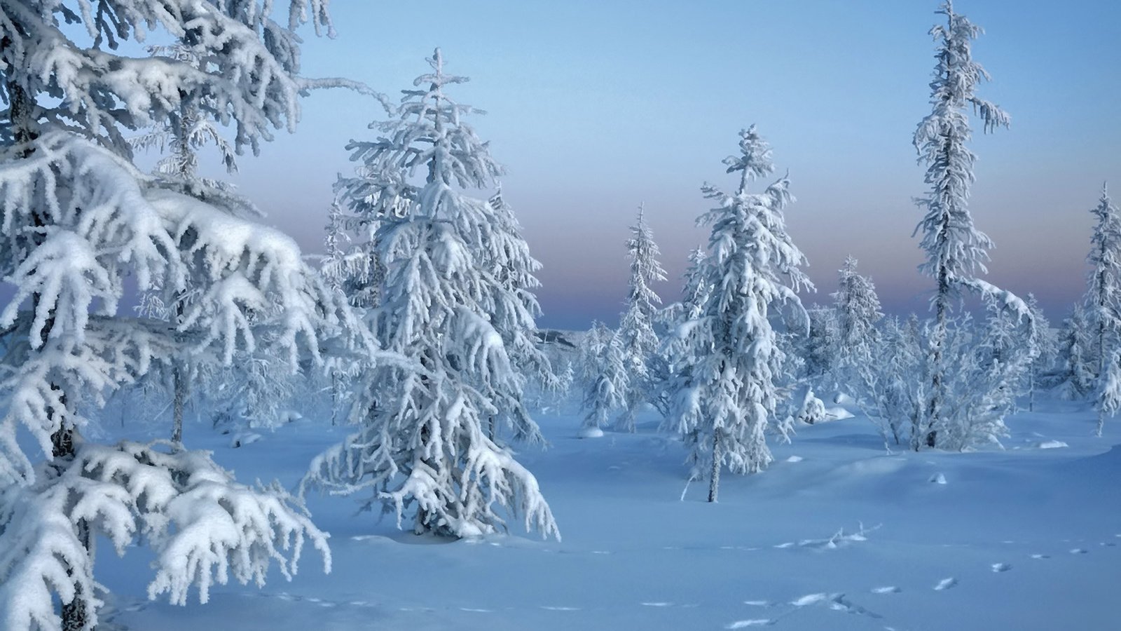 Обои зимний лес, снег, природа, новый год, лес, зима, мороз, ели, сугробы, winter forest, snow, nature, new year, forest, winter, frost, ate, the snow разрешение 1920x1200 Загрузить