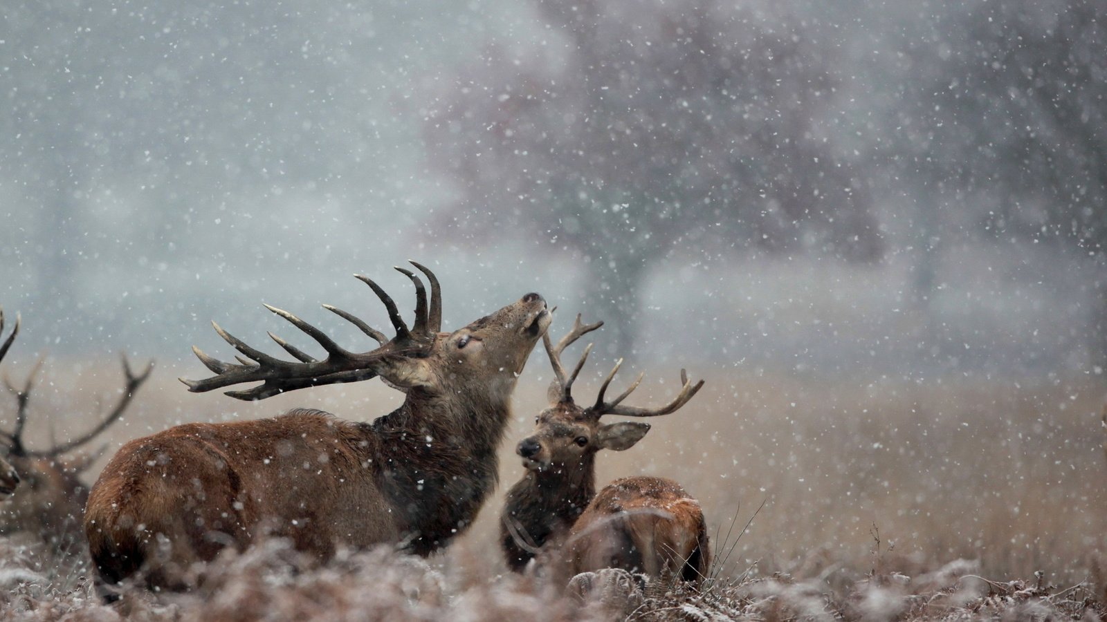 Обои снег, природа, зима, рога, олени, лось, snow, nature, winter, horns, deer, moose разрешение 1920x1200 Загрузить