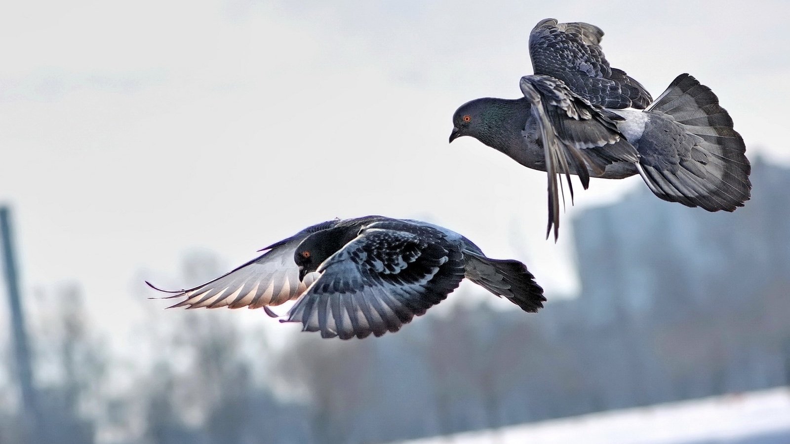 Обои небо, полет, город, крылья, птицы, пара, голуби, the sky, flight, the city, wings, birds, pair, pigeons разрешение 1920x1200 Загрузить