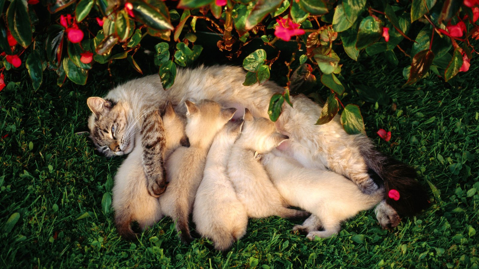 Обои цветы, трава, лето, кошка, котята, кормление, flowers, grass, summer, cat, kittens, feeding разрешение 1920x1200 Загрузить