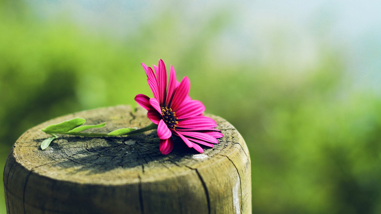 Обои макро, цветок, лето, размытость, пень, гербера, macro, flower, summer, blur, stump, gerbera разрешение 1920x1200 Загрузить