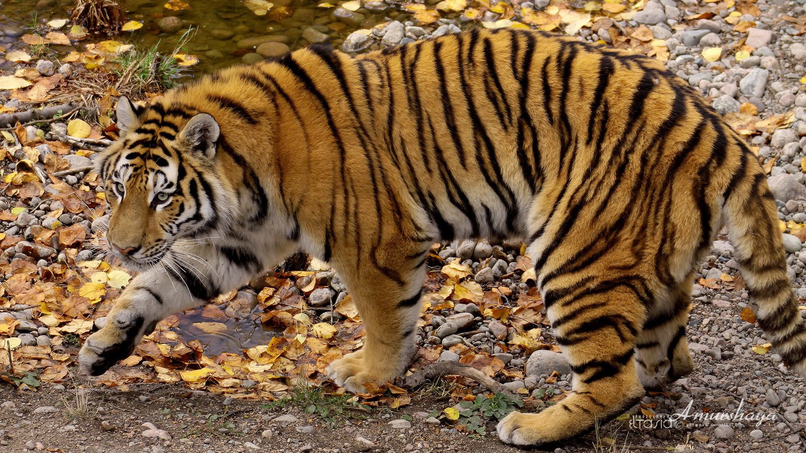 Обои тигр, осень, хищник, полосатый, амурский тигр, tiger, autumn, predator, striped, the amur tiger разрешение 1920x1200 Загрузить