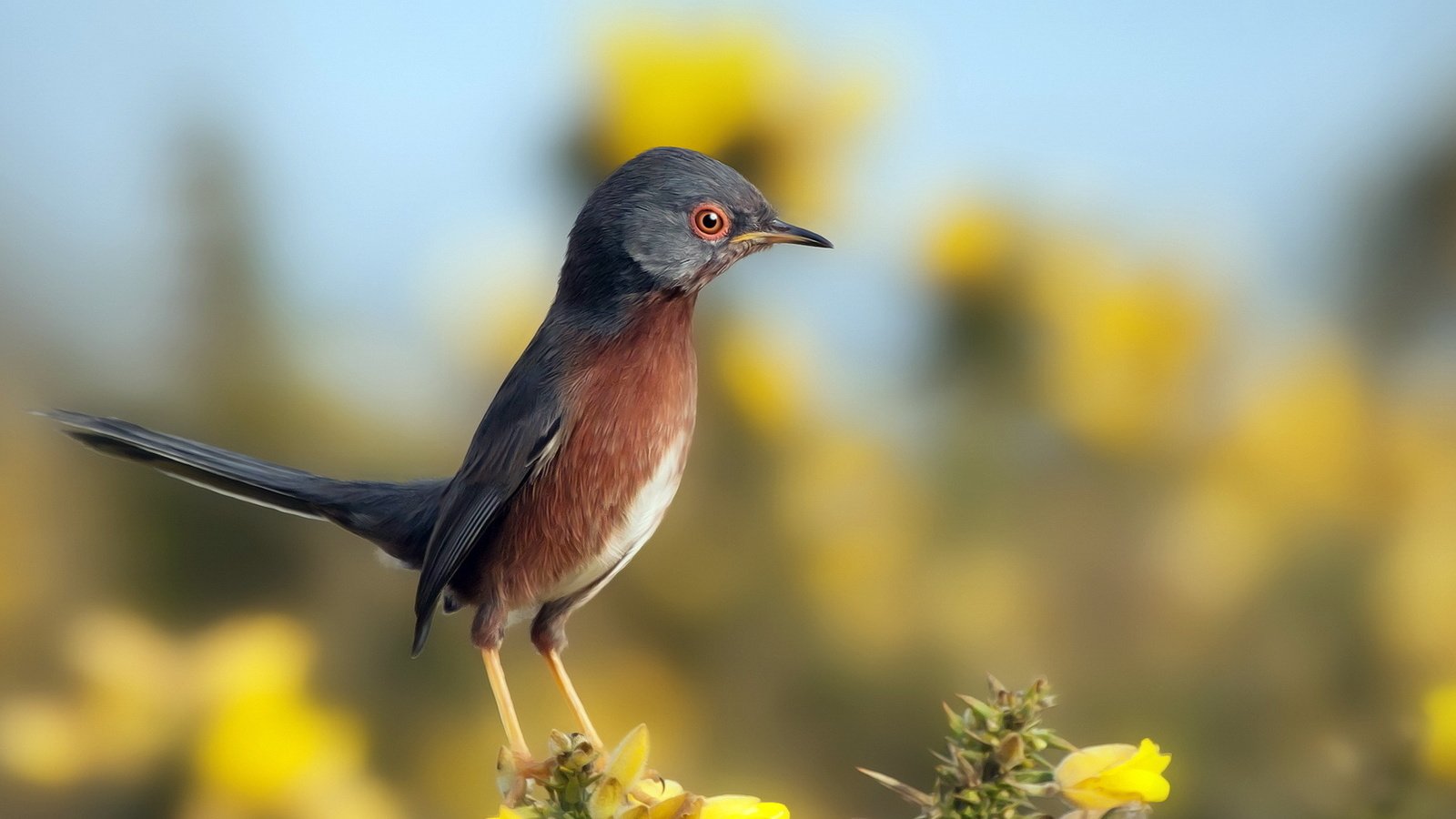 Обои небо, цветы, природа, птица, клюв, перья, птичка, the sky, flowers, nature, bird, beak, feathers разрешение 1920x1200 Загрузить