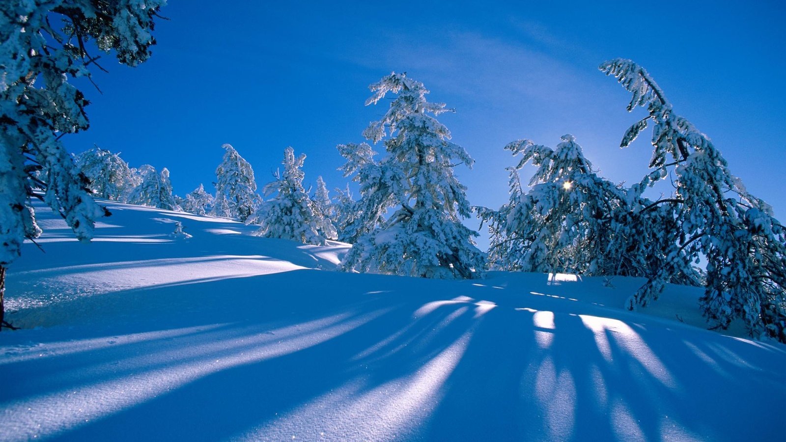 Обои снег, синий фон, лес, сосна, зима, голубое небо, склон, ель, холм, сугробы, тени, snow, blue background, forest, pine, winter, blue sky, slope, spruce, hill, the snow, shadows разрешение 1999x1333 Загрузить