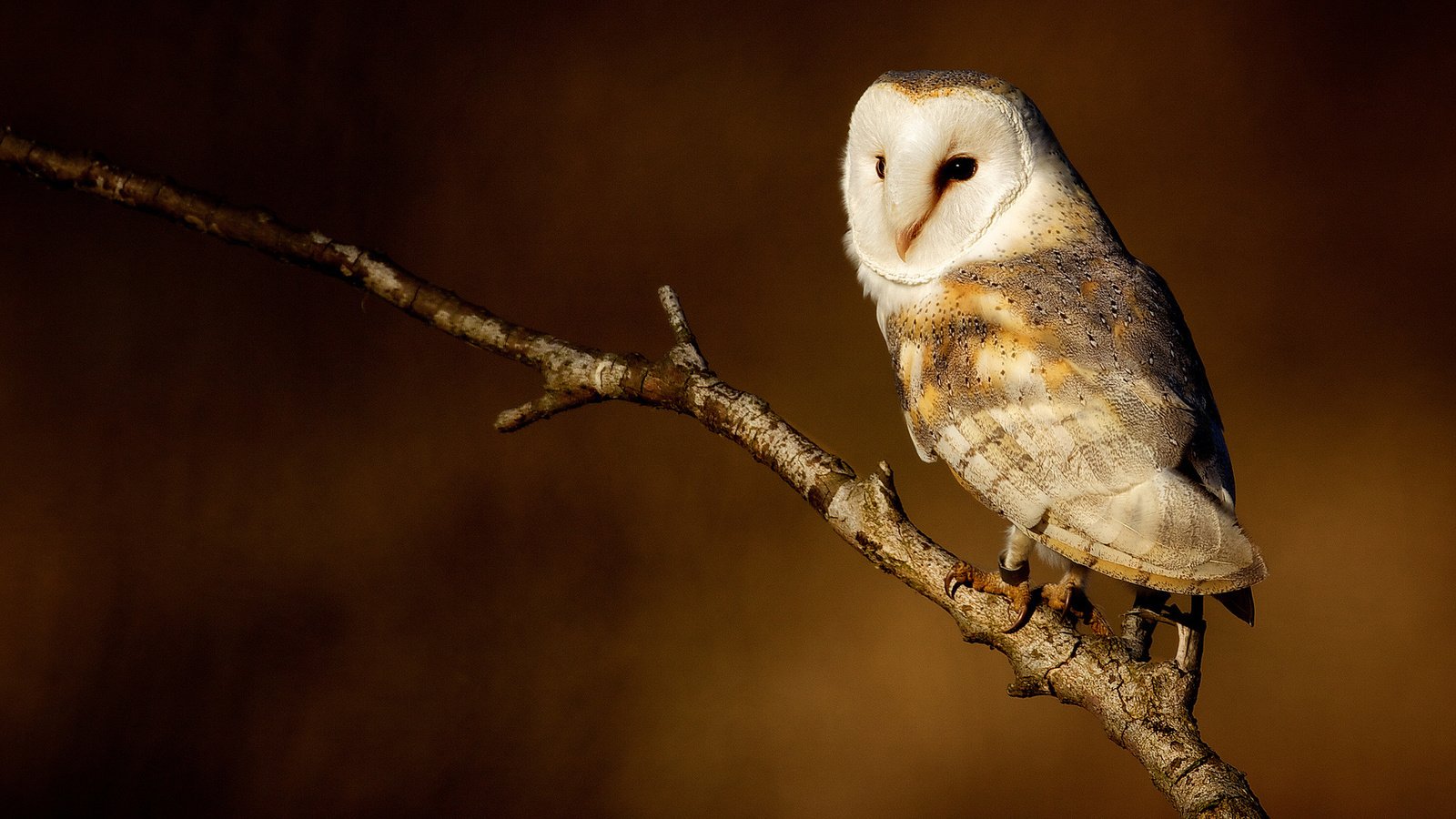 Обои сова, ветка, фон, птица, совенок, сипуха, owl, branch, background, bird, owlet, the barn owl разрешение 1920x1200 Загрузить