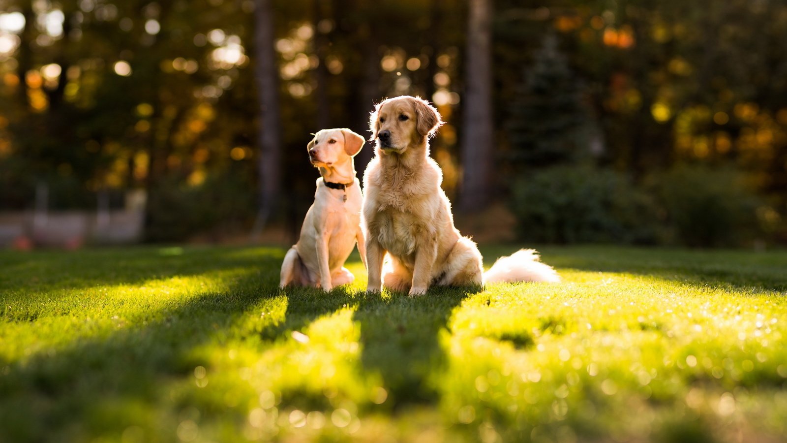 Обои солнце, лето, лужайка, золотистый ретривер, две собаки, the sun, summer, lawn, golden retriever, two dogs разрешение 2560x1600 Загрузить