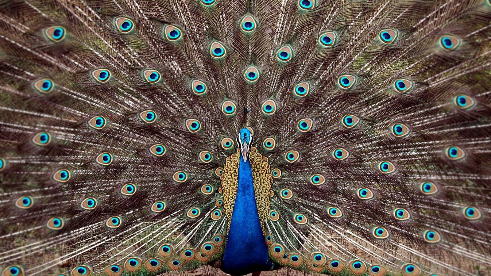 Обои птица, павлин, перья, хвост, bird, peacock, feathers, tail разрешение 1920x1200 Загрузить