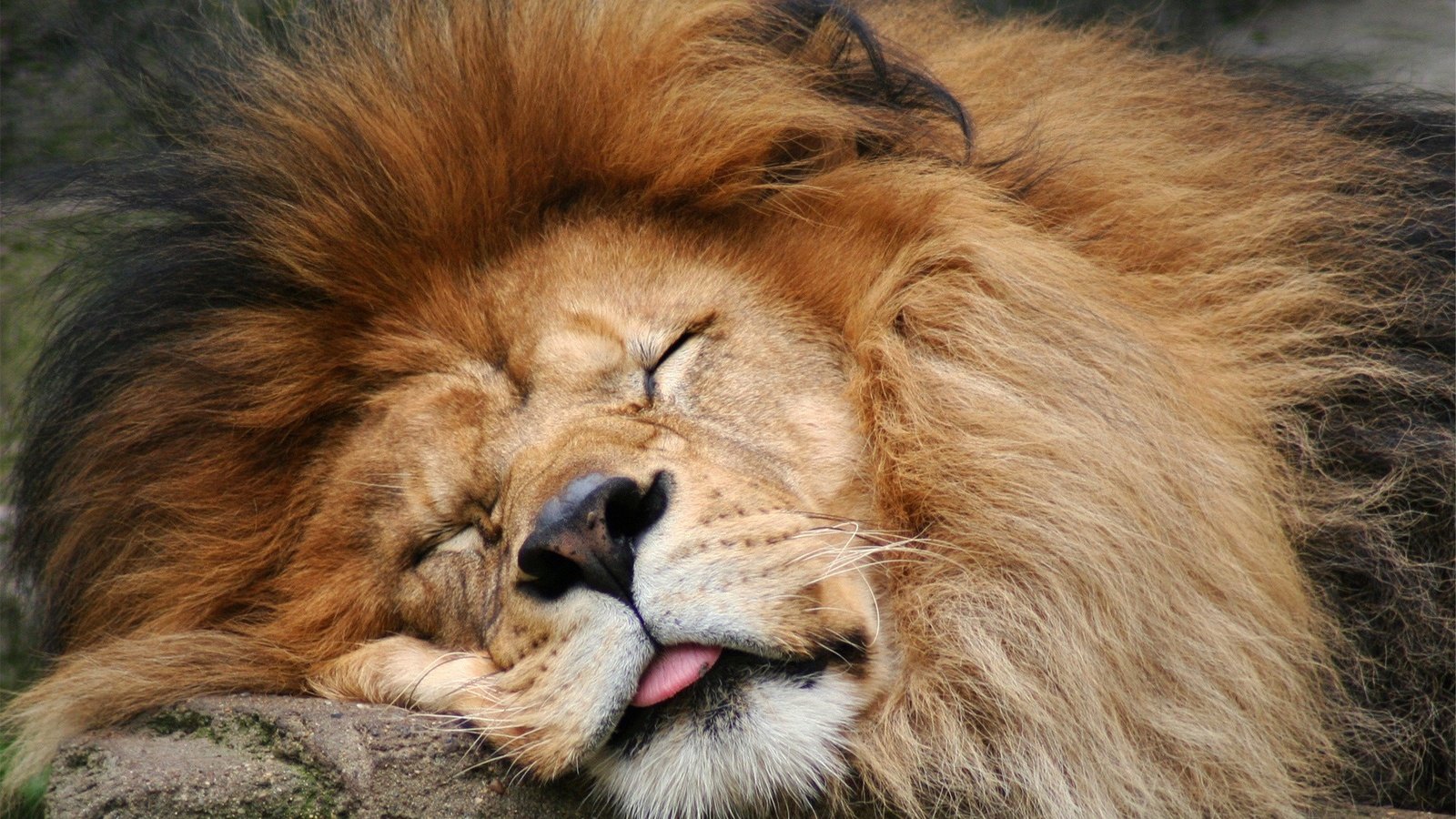 Обои морда, спит, хищник, большая кошка, лев, язык, грива, face, sleeping, predator, big cat, leo, language, mane разрешение 1920x1080 Загрузить