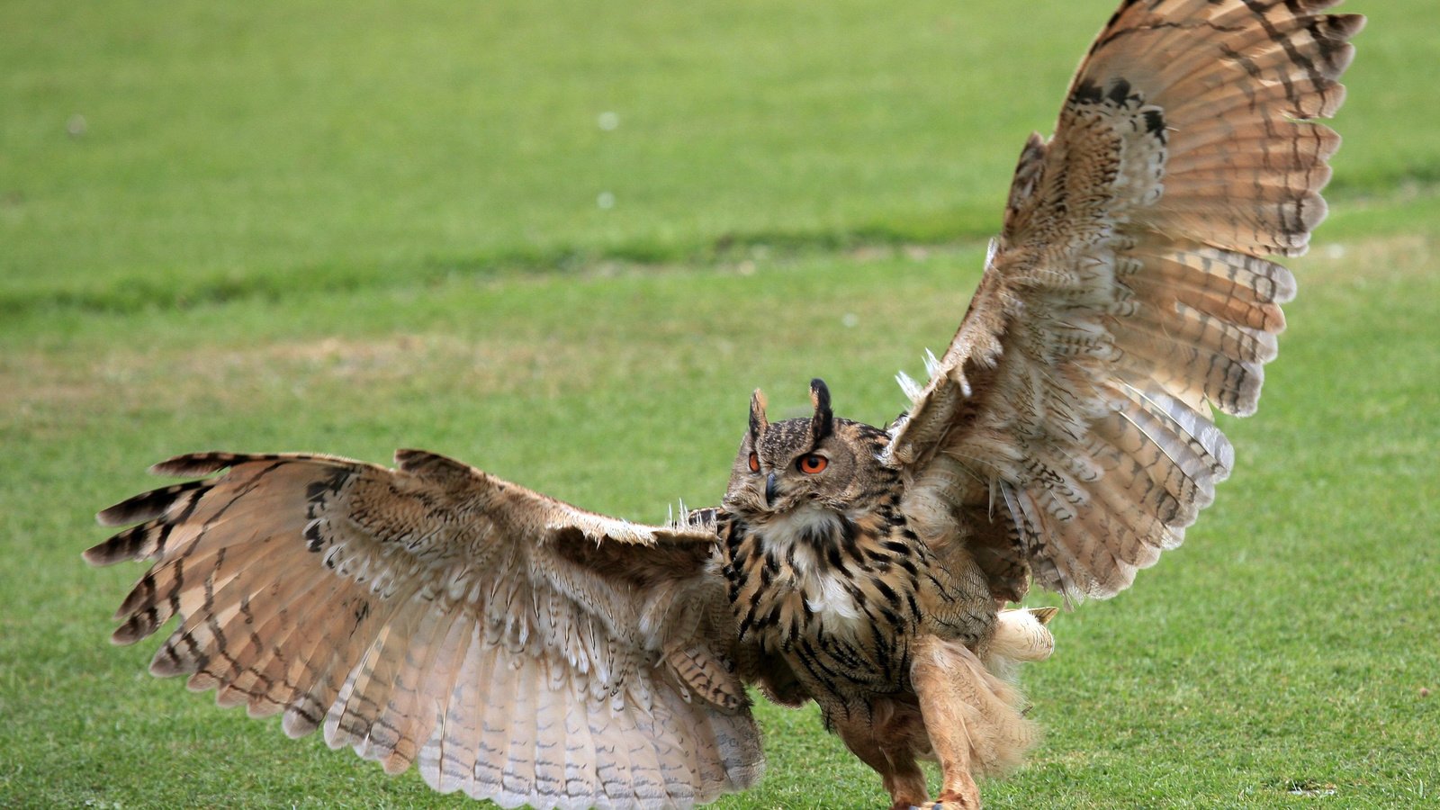 Обои трава, сова, лапы, крылья, птица, зеленая, когти, размах, grass, owl, paws, wings, bird, green, claws, the scope разрешение 2800x1860 Загрузить