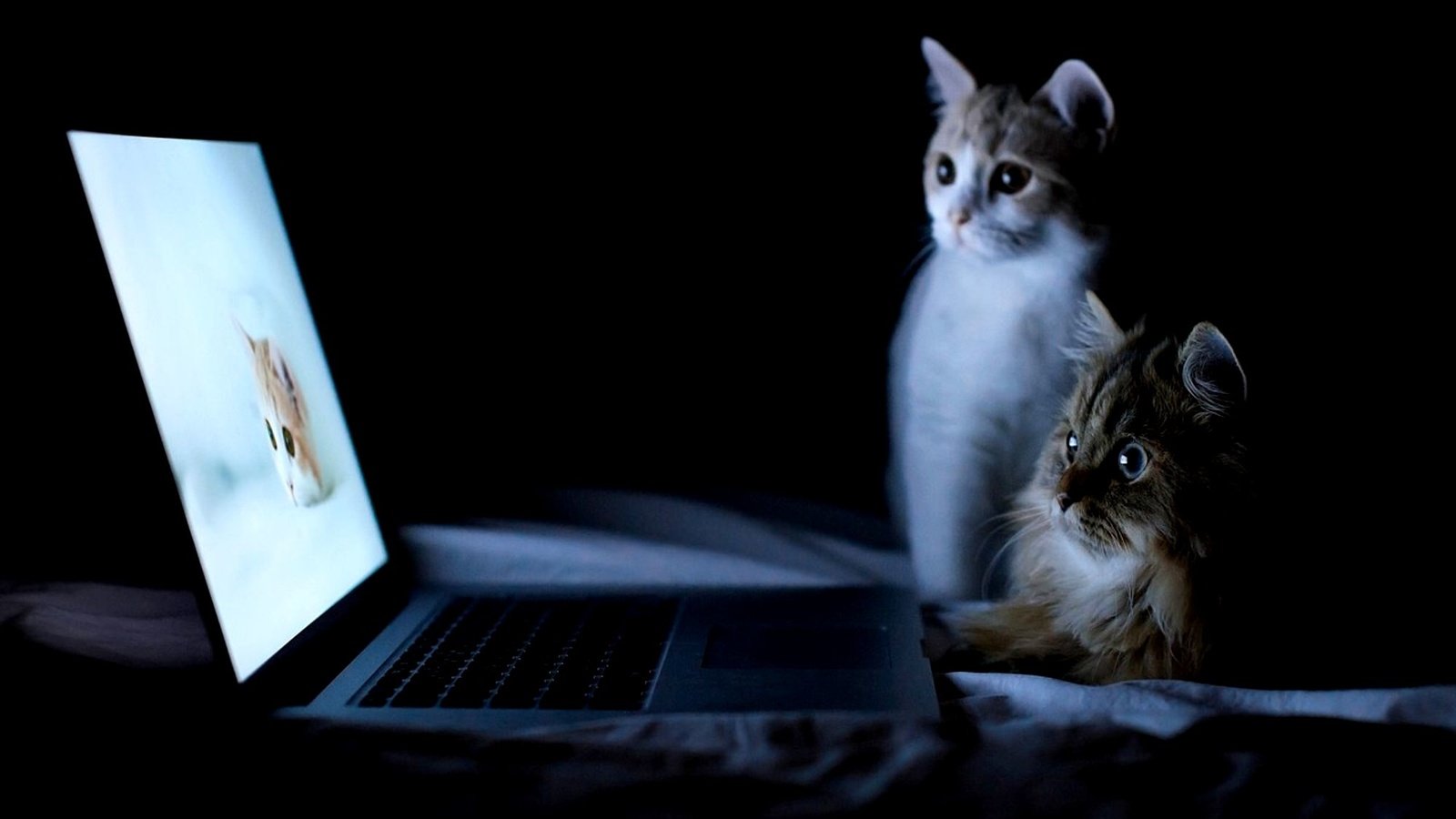 Обои ночь, кошки, ноутбук, night, cats, laptop разрешение 2000x1377 Загрузить