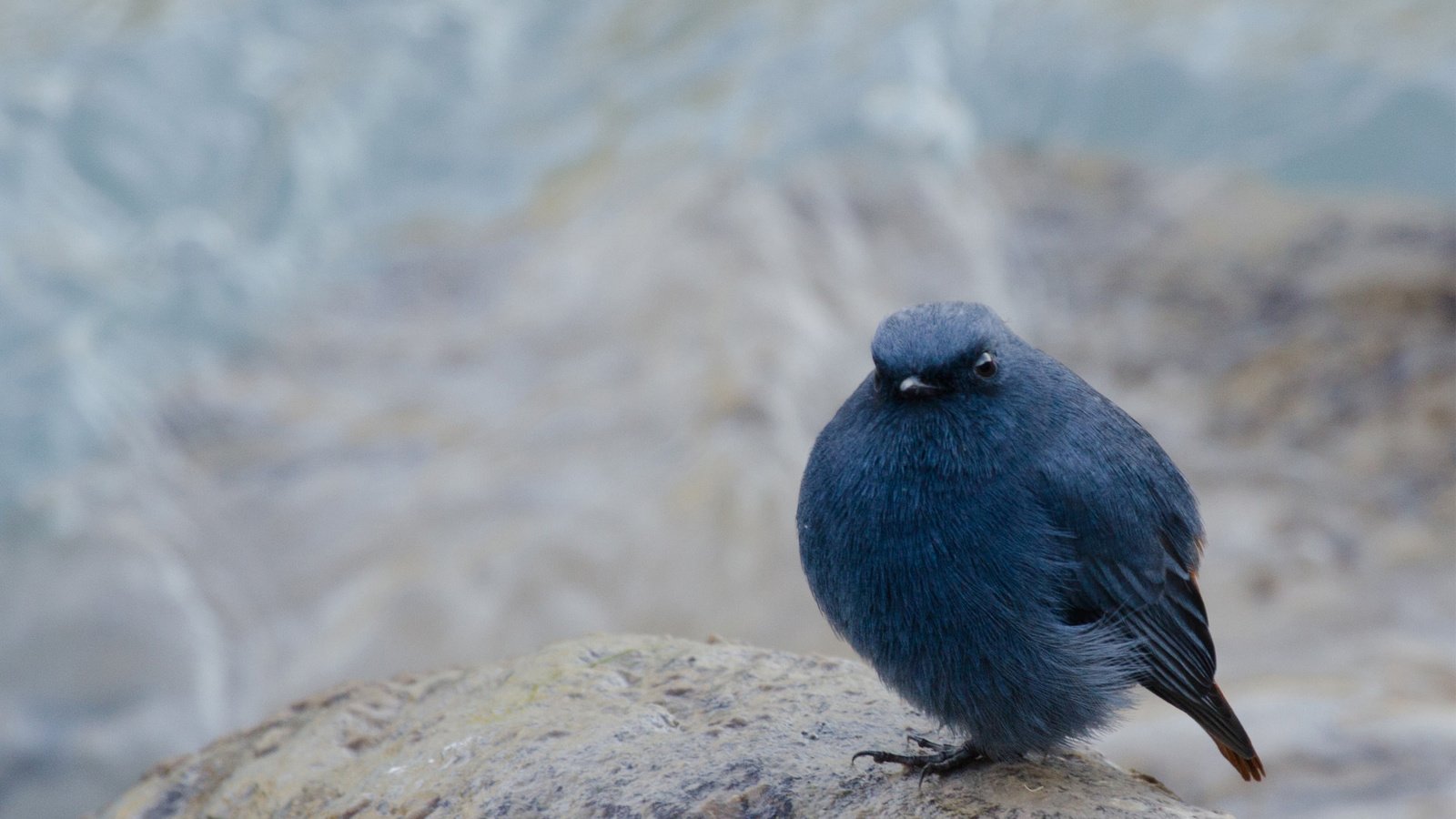 Обои фон, размытость, сидит, камень, птица, черная, background, blur, sitting, stone, bird, black разрешение 1920x1200 Загрузить