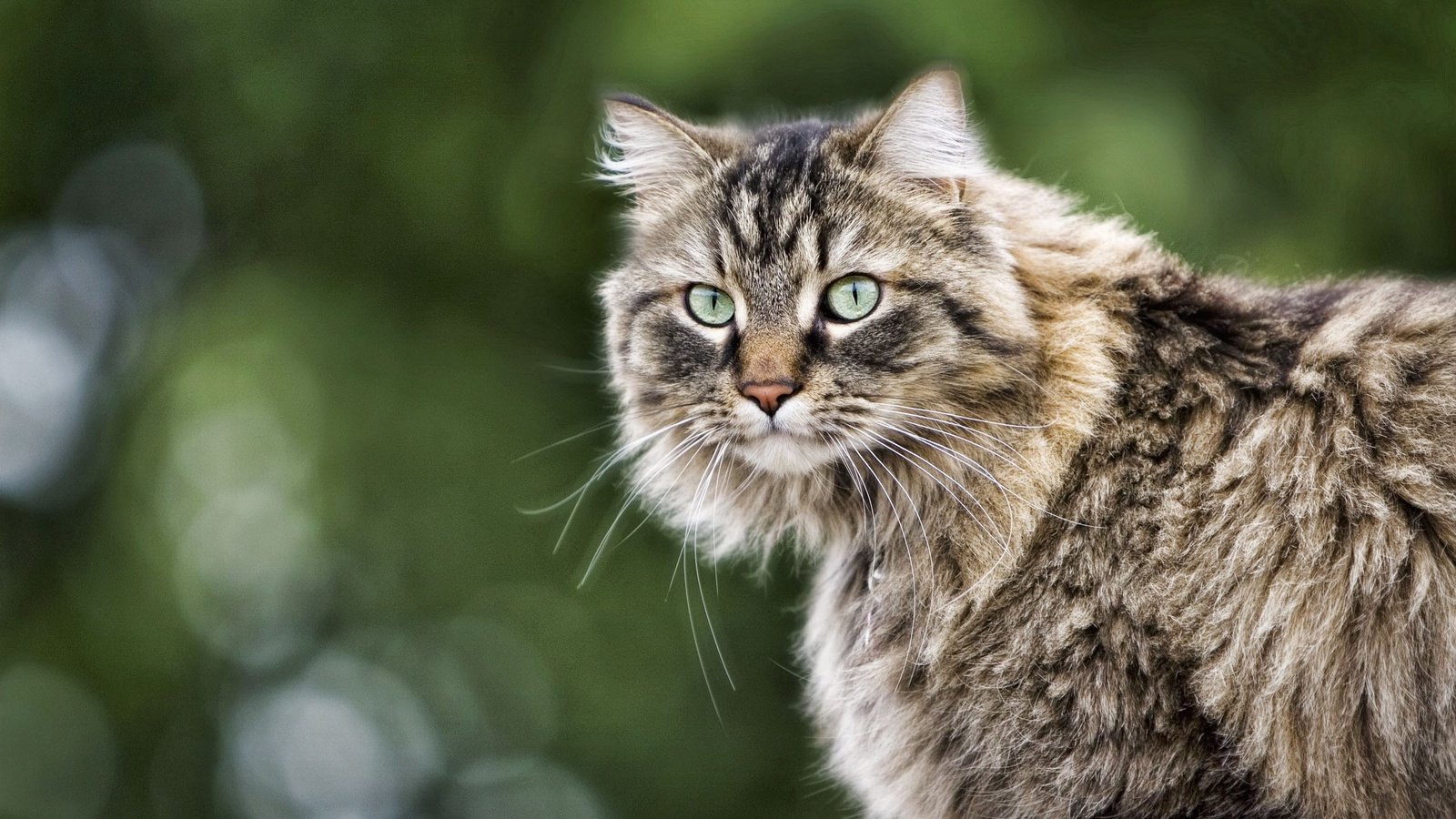 Обои глаза, кот, кошка, взгляд, пушистый, серый, полосатый, eyes, cat, look, fluffy, grey, striped разрешение 2560x1600 Загрузить