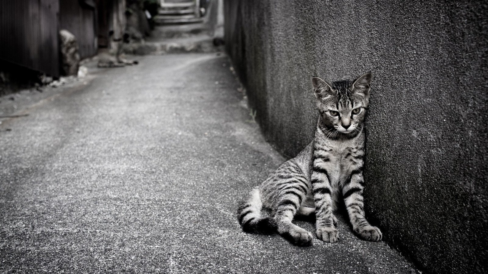 Обои кошка, одиночество, улица, кот.полосатый, cat, loneliness, street, cat.striped разрешение 2560x1600 Загрузить