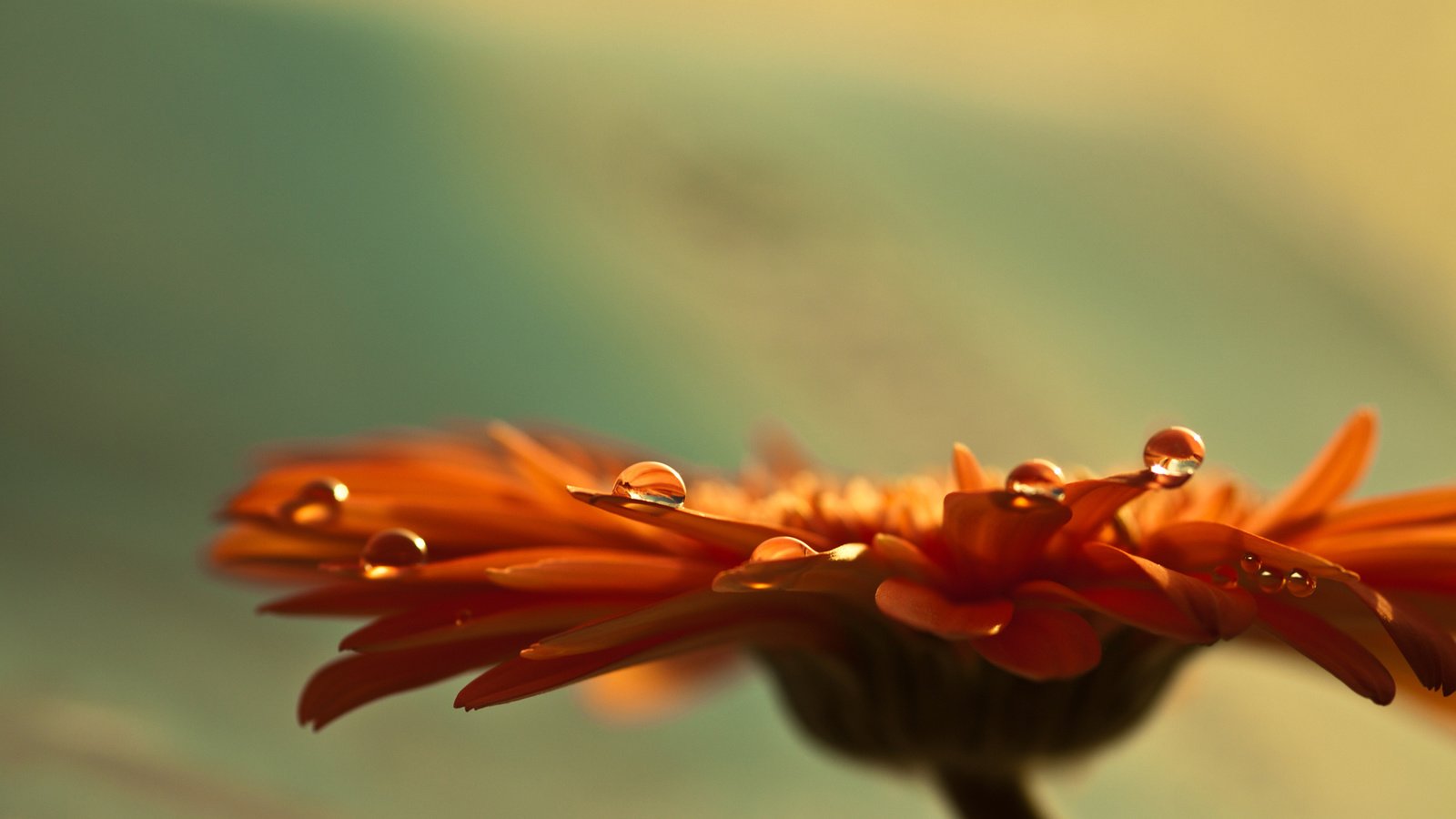 Обои фокус камеры, макро, роса, капли, лепестки, гербера, the focus of the camera, macro, rosa, drops, petals, gerbera разрешение 1980x1320 Загрузить