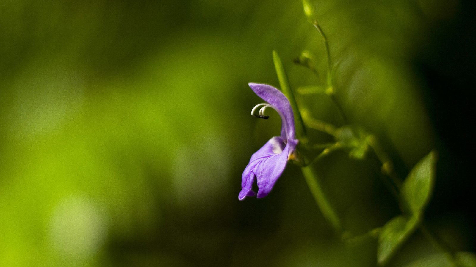 Обои цветы, природа, обои, зелёный, фото, фон, лепестки, flowers, nature, wallpaper, green, photo, background, petals разрешение 1920x1200 Загрузить