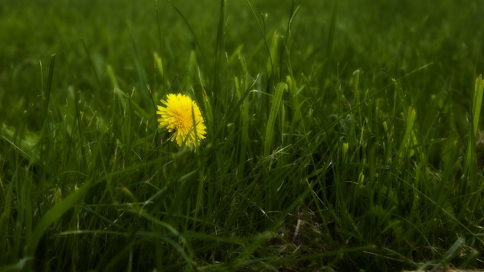 Обои трава, природа, весна, одуванчик, grass, nature, spring, dandelion разрешение 1920x1200 Загрузить