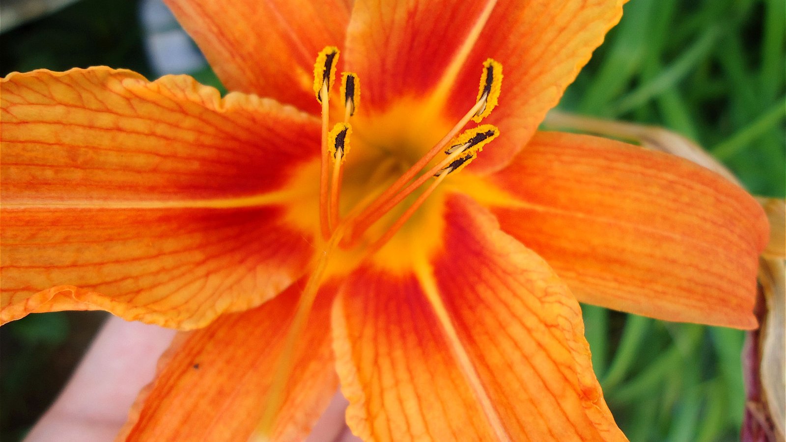Обои макро, лилия, оранжевая, яркая, macro, lily, orange, bright разрешение 2000x1500 Загрузить
