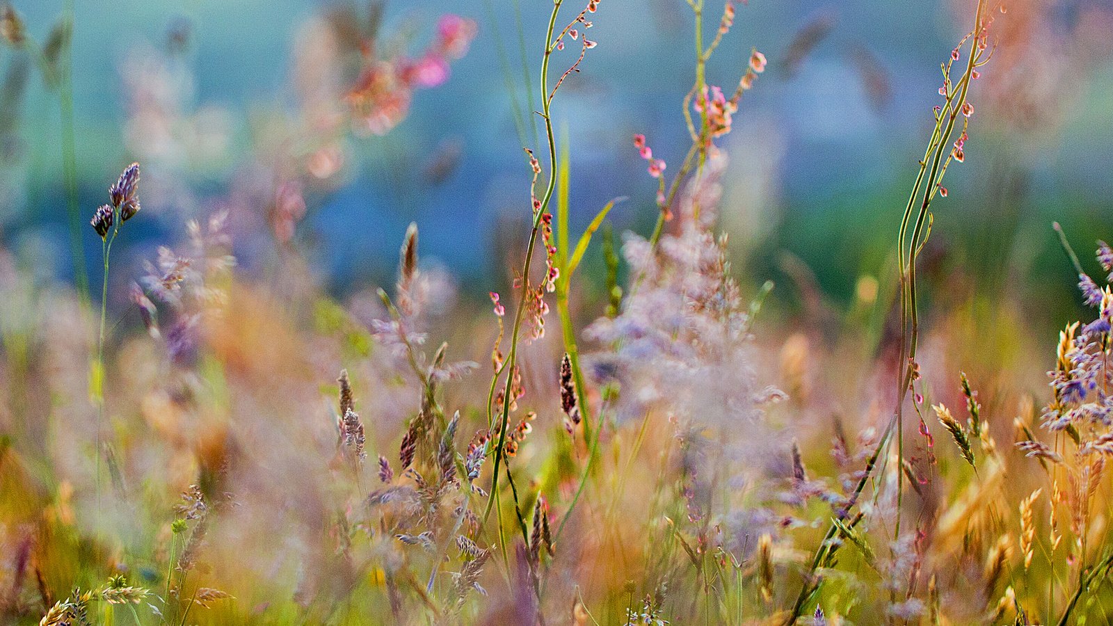 Обои цветы, трава, размытость, полевые цветы, flowers, grass, blur, wildflowers разрешение 3500x1034 Загрузить