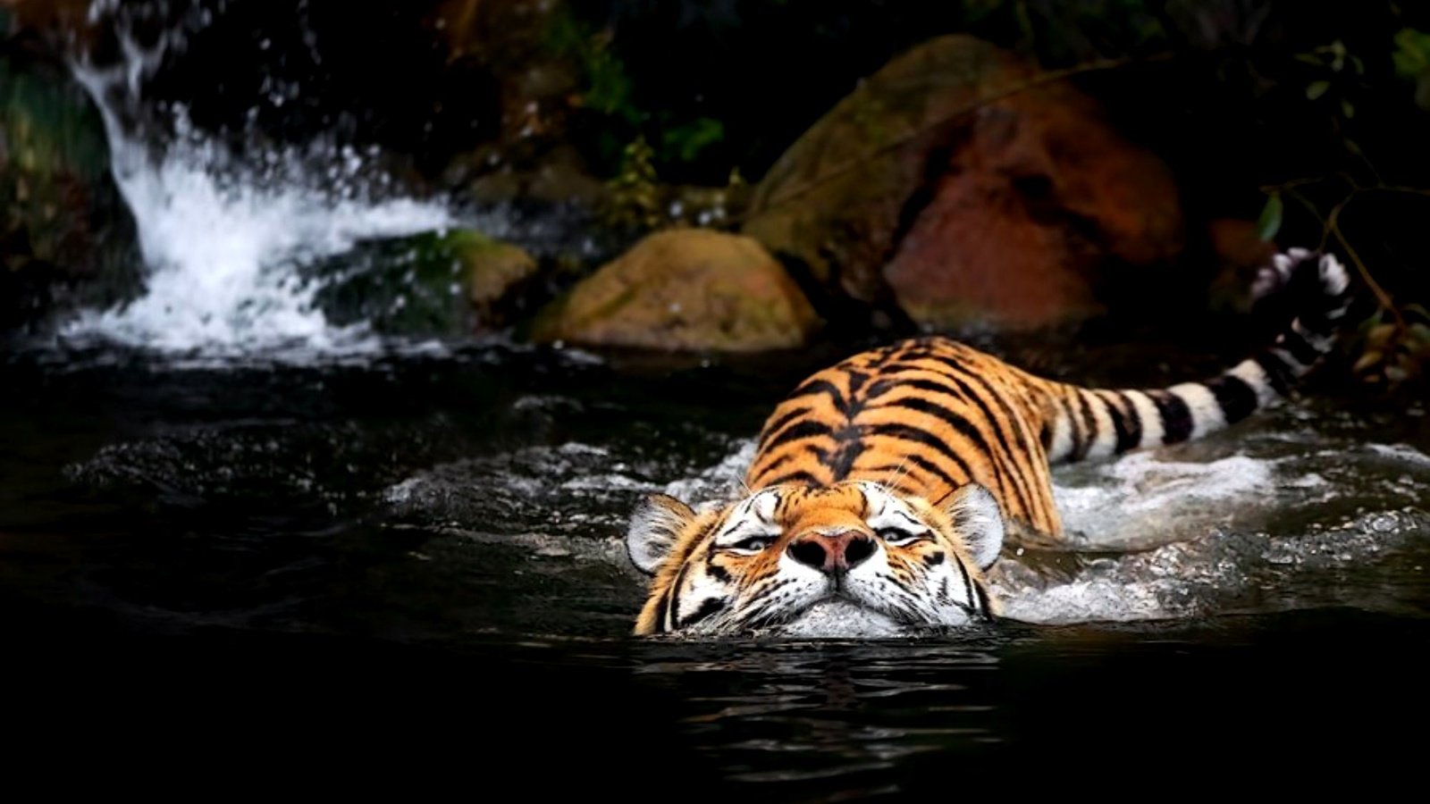 Обои тигр, вода, tiger, water разрешение 2000x1369 Загрузить
