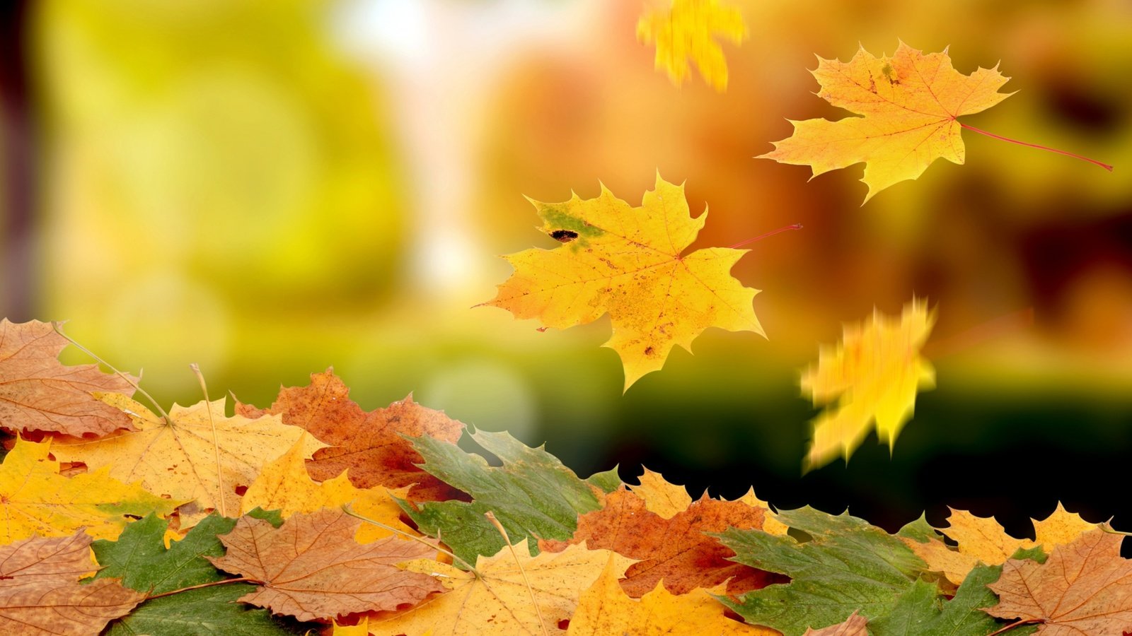 Обои листья, макро, листва, осень, клен, падение, листопад, ворох, leaves, macro, foliage, autumn, maple, drop, falling leaves, heap разрешение 2560x1600 Загрузить