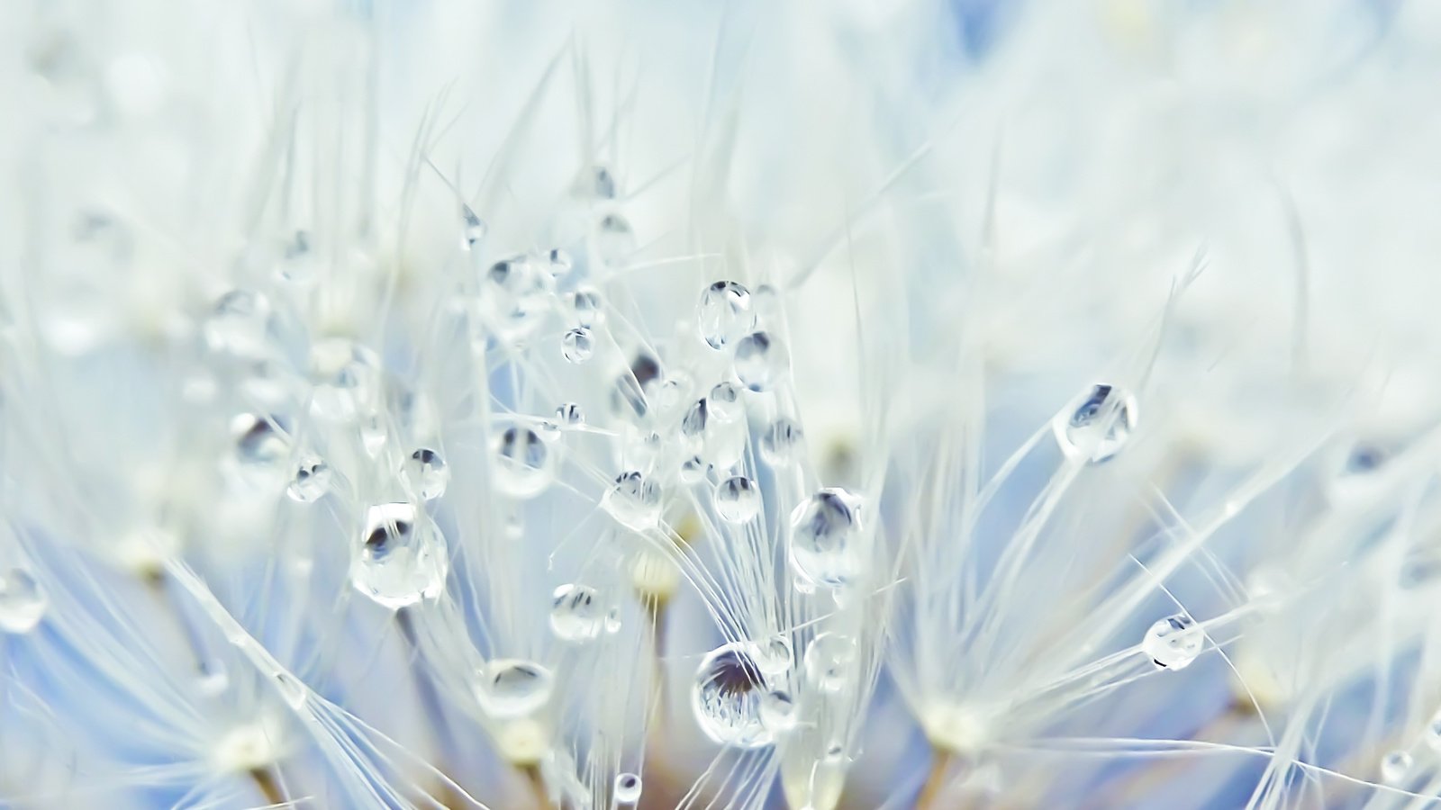 Обои макро, цветок, роса, капли, одуванчик, пушинки, macro, flower, rosa, drops, dandelion, fuzzes разрешение 2560x1600 Загрузить