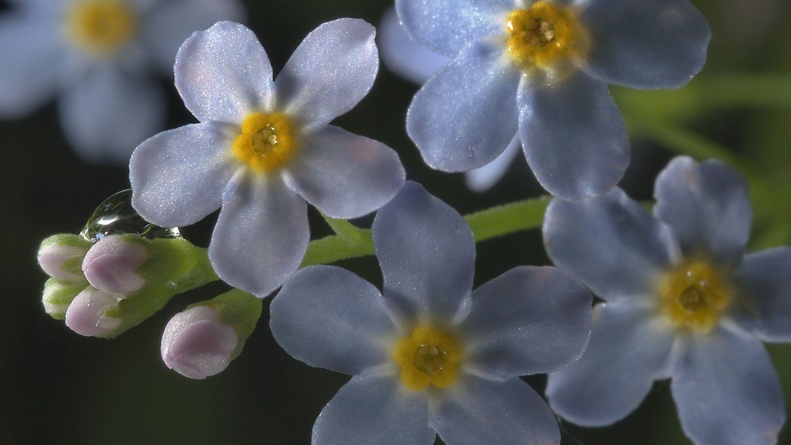 Обои цветы, макро, роса, капля, незабудки, голубые, flowers, macro, rosa, drop, forget-me-nots, blue разрешение 2560x1600 Загрузить