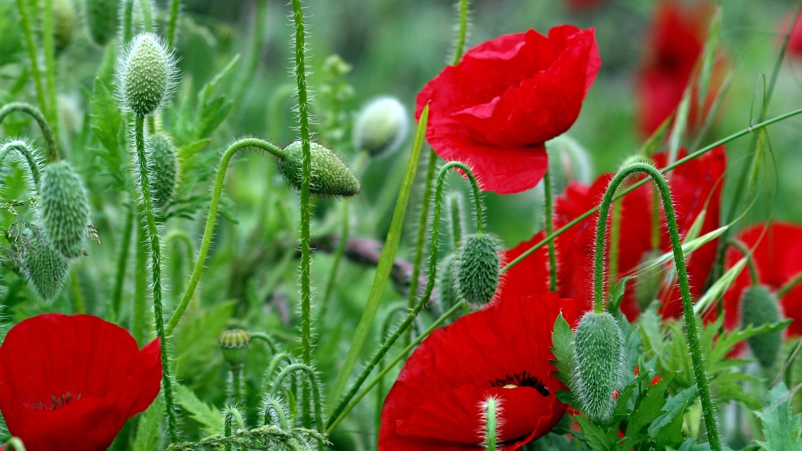 Обои цветы, листья, красные, красный, маки, стебли, яркие, полевые, flowers, leaves, red, maki, stems, bright, field разрешение 4032x2567 Загрузить