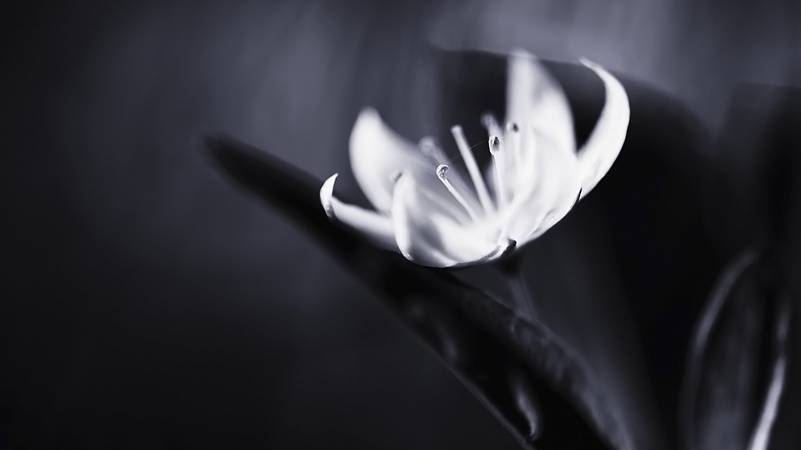 Обои макро, цветок, чёрно-белое, белый, joni niemela, cvety, makro, belyj, macro, flower, black and white, white разрешение 1920x1200 Загрузить