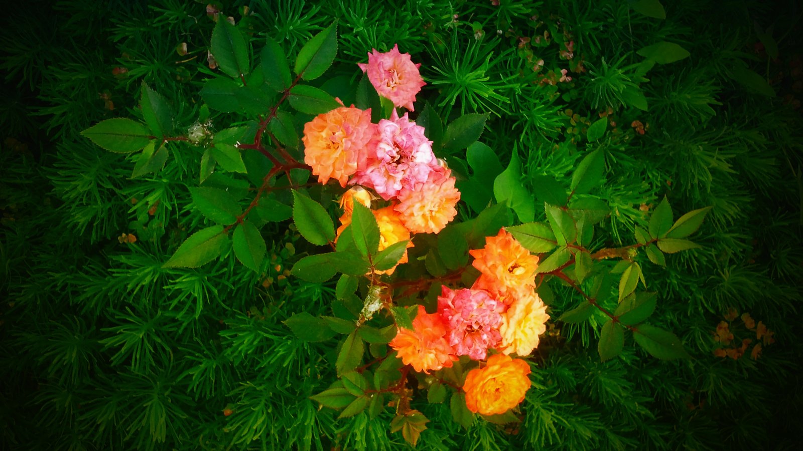 Обои cvety, listya, rozy, jc mike, muxortov mixail, trova разрешение 2560x1920 Загрузить