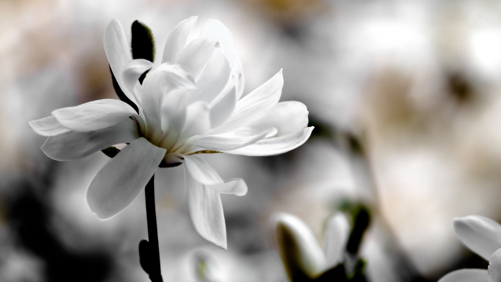 Обои фокус камеры, фон, белый, размытость, магнолия, the focus of the camera, background, white, blur, magnolia разрешение 1920x1200 Загрузить