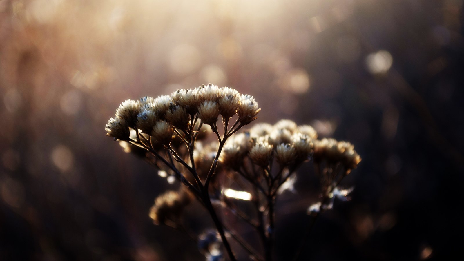 Обои макро, блики, растение, травинки, сухоцвет, венчик, пучки, macro, glare, plant, grass, the dried flowers, whisk разрешение 2560x1600 Загрузить