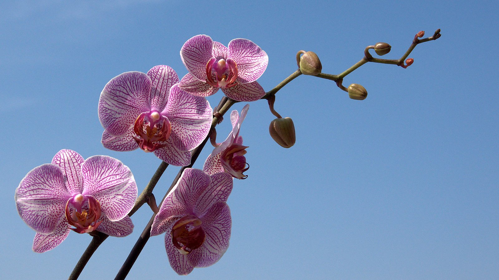 Обои небо, цветы, ветка, бутон, голубое, орхидея, the sky, flowers, branch, bud, blue, orchid разрешение 1920x1200 Загрузить