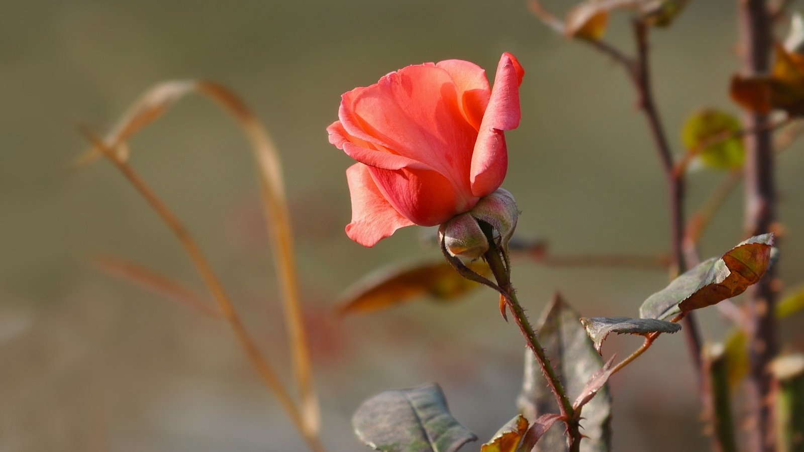 Обои cvety, roza, priroda разрешение 2560x1600 Загрузить