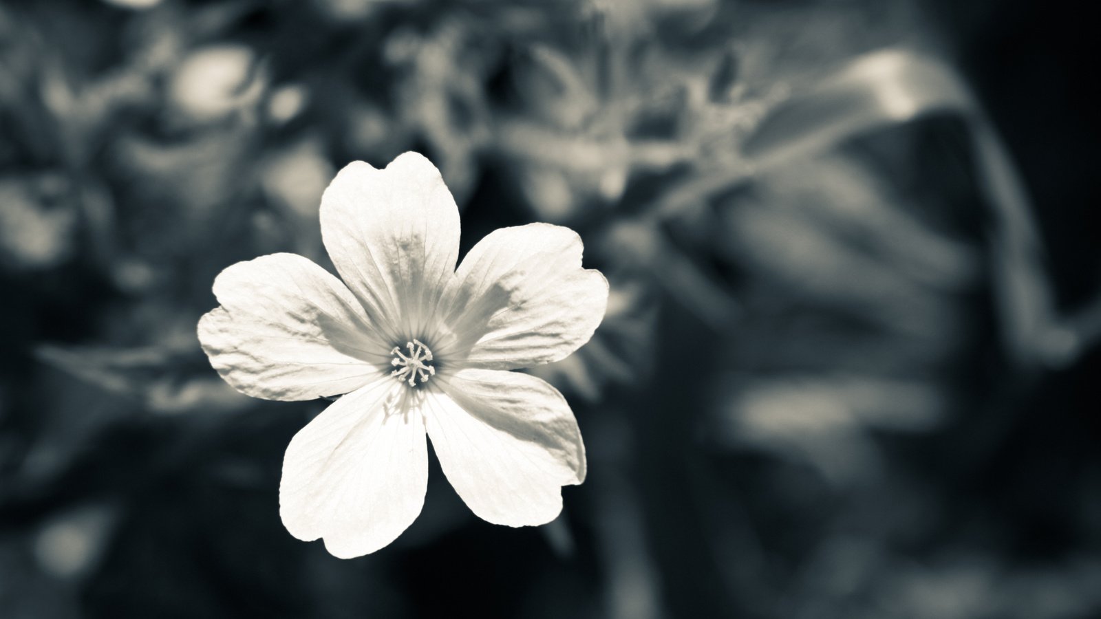 Обои цветок, лепестки, чёрно-белое, makro, belyj, seryj, flower, petals, black and white разрешение 2560x1440 Загрузить