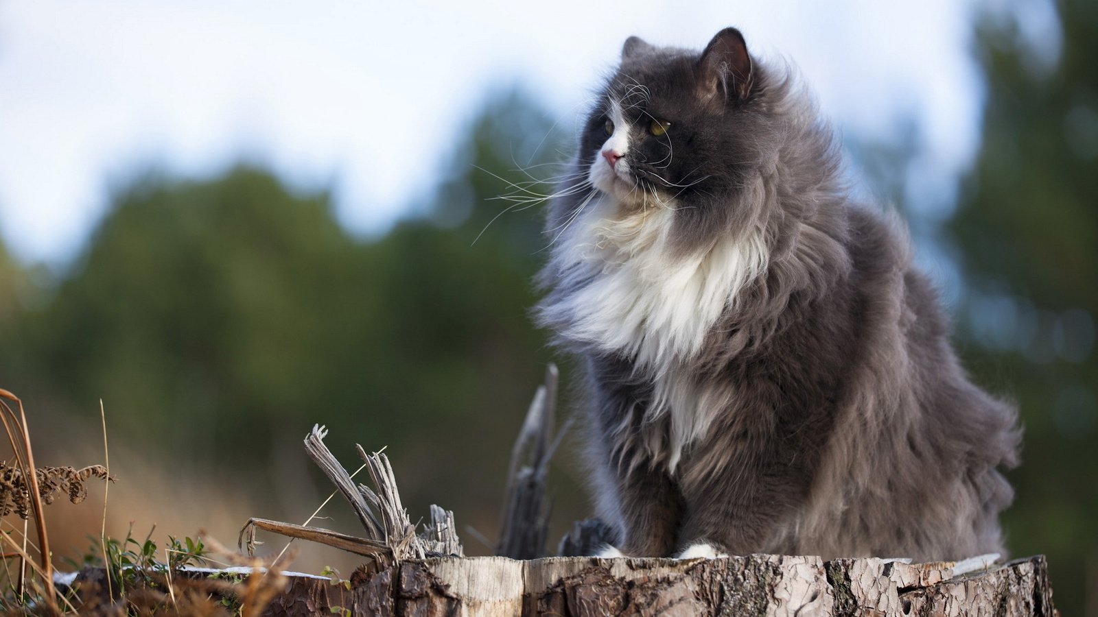 Обои природа, кот, кошка, пушистый, серый, сидит, пенек, nature, cat, fluffy, grey, sitting, stump разрешение 1920x1200 Загрузить