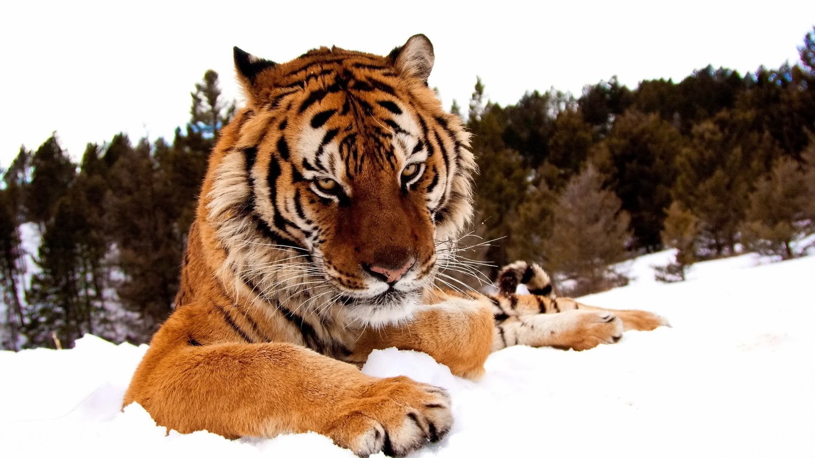 Обои тигр, морда, снег, лес, зима, лапы, взгляд, хищник, tiger, face, snow, forest, winter, paws, look, predator разрешение 1920x1200 Загрузить