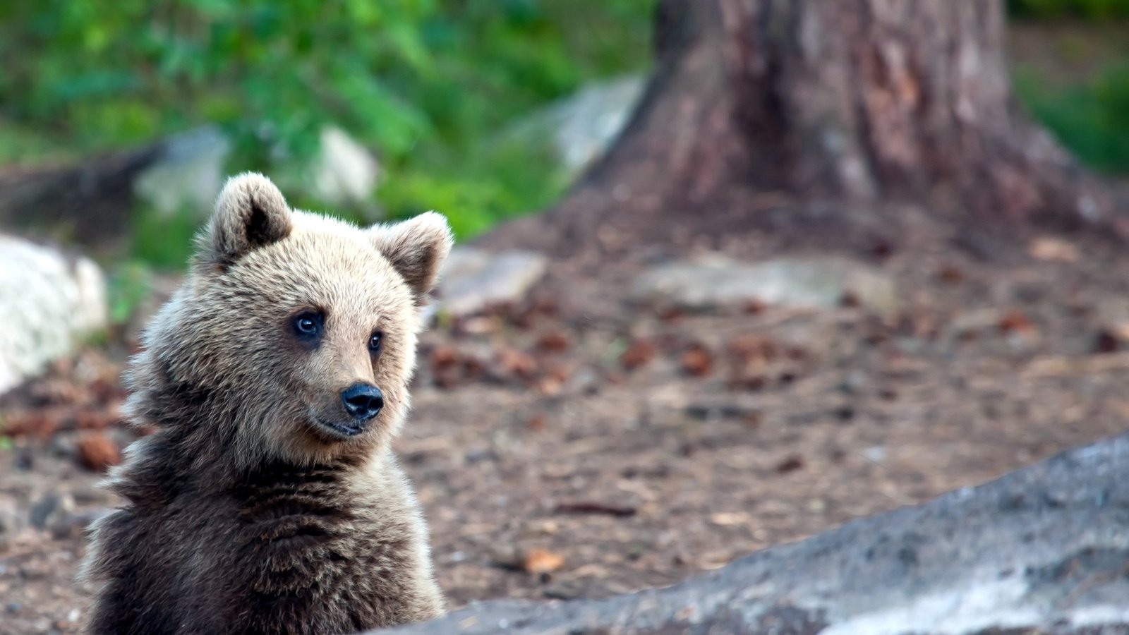 Обои природа, лес, лето, медведь, медвежонок, nature, forest, summer, bear разрешение 2560x1600 Загрузить