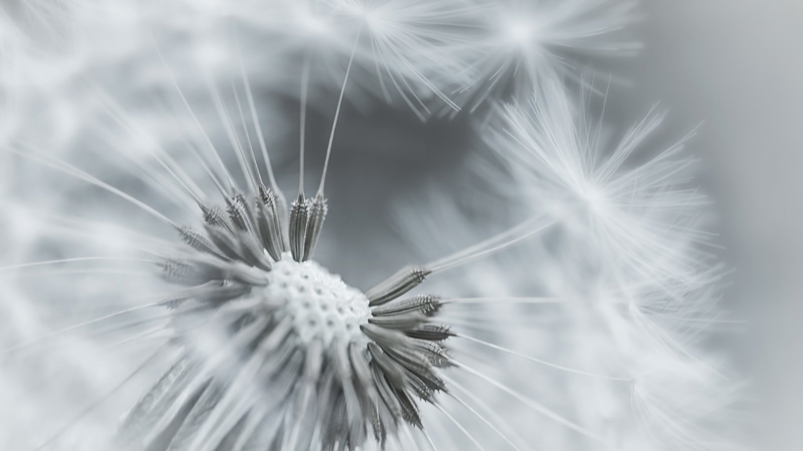 Обои фокус камеры, макро, цветок, одуванчик, пушинки, the focus of the camera, macro, flower, dandelion, fuzzes разрешение 1920x1200 Загрузить