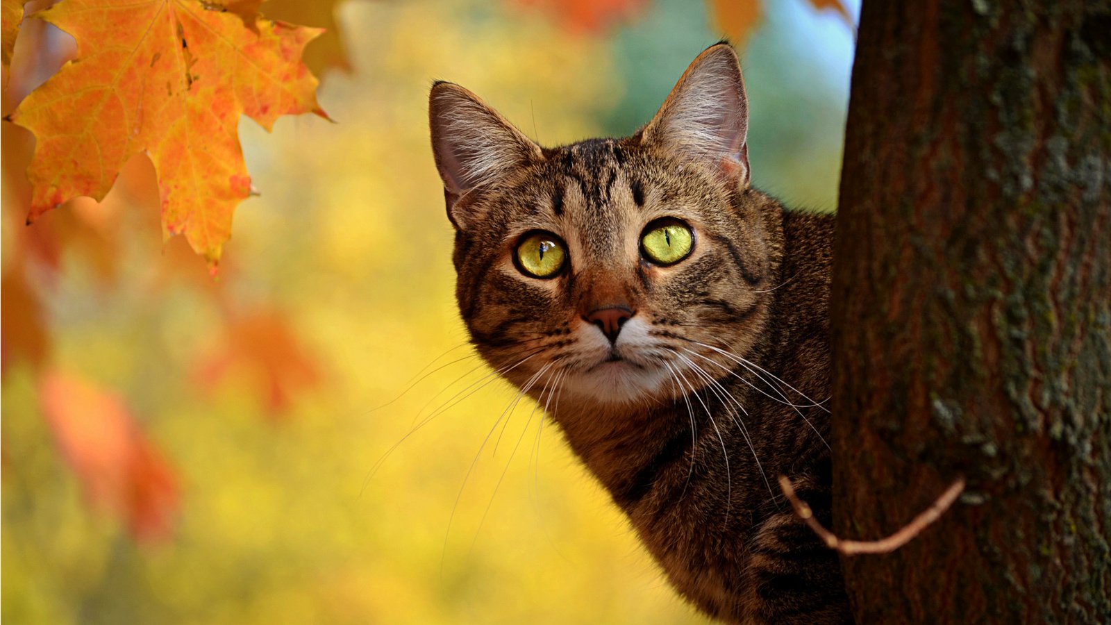 Обои дерево, кот, кошка, осень, ствол, полосатый, выглядывает, tree, cat, autumn, trunk, striped, peeps разрешение 1920x1200 Загрузить