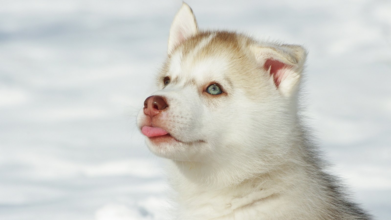 Обои глаза, снег, мордочка, собака, щенок, хаски, язык, eyes, snow, muzzle, dog, puppy, husky, language разрешение 2560x1600 Загрузить