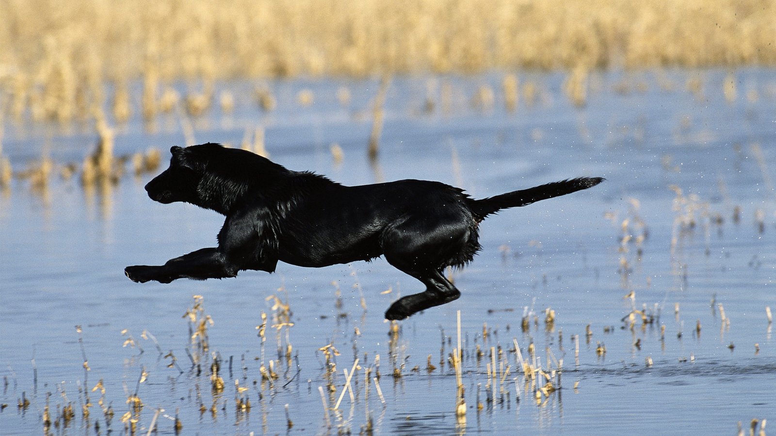 Обои полет, собака, водоем, прыжок, черная, хвост, flight, dog, pond, jump, black, tail разрешение 1920x1080 Загрузить