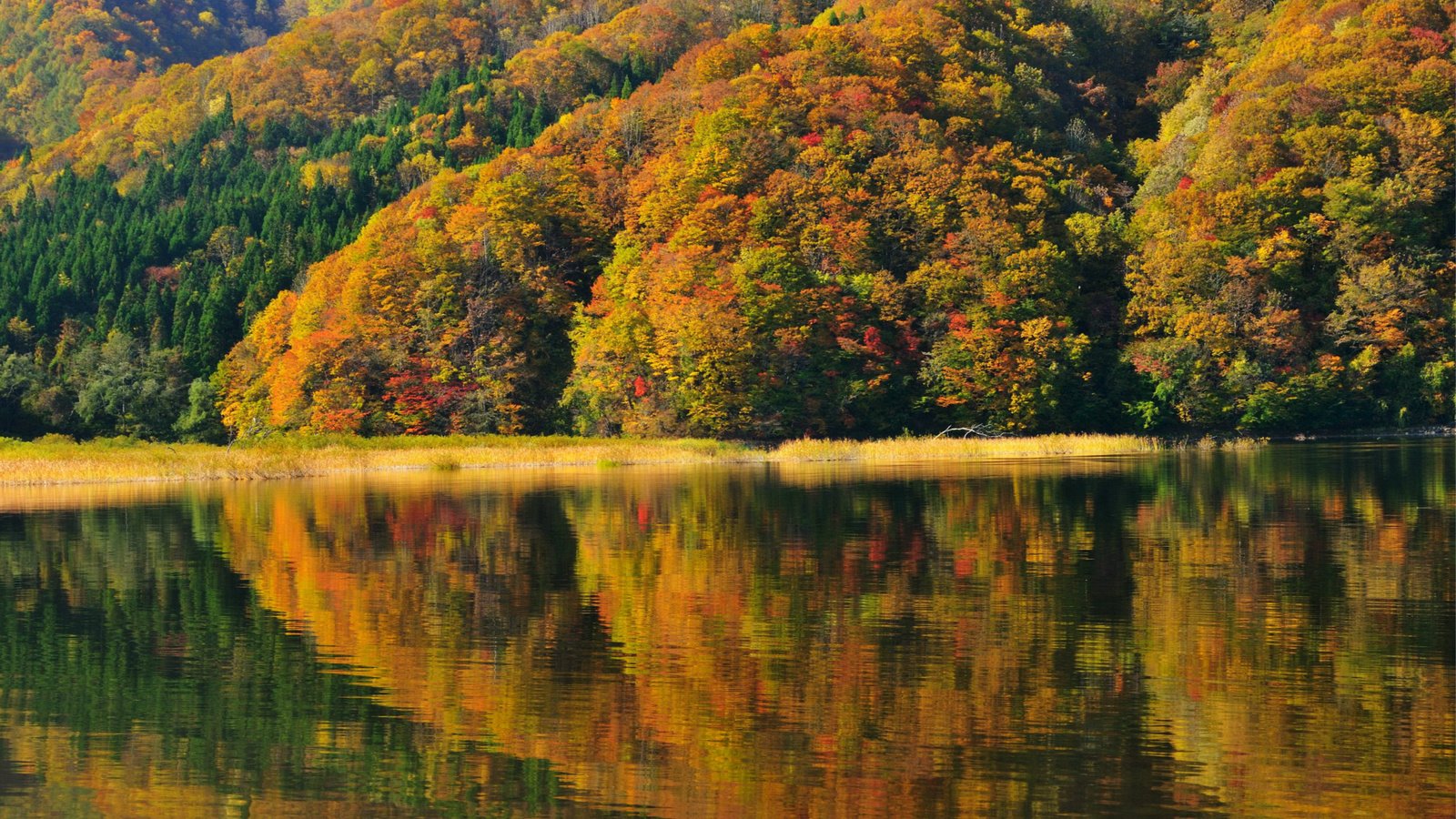 Обои деревья, берег, отражение, осень, япония, фукусима, озеро акимото, trees, shore, reflection, autumn, japan, fukushima, lake akimoto разрешение 2487x1651 Загрузить