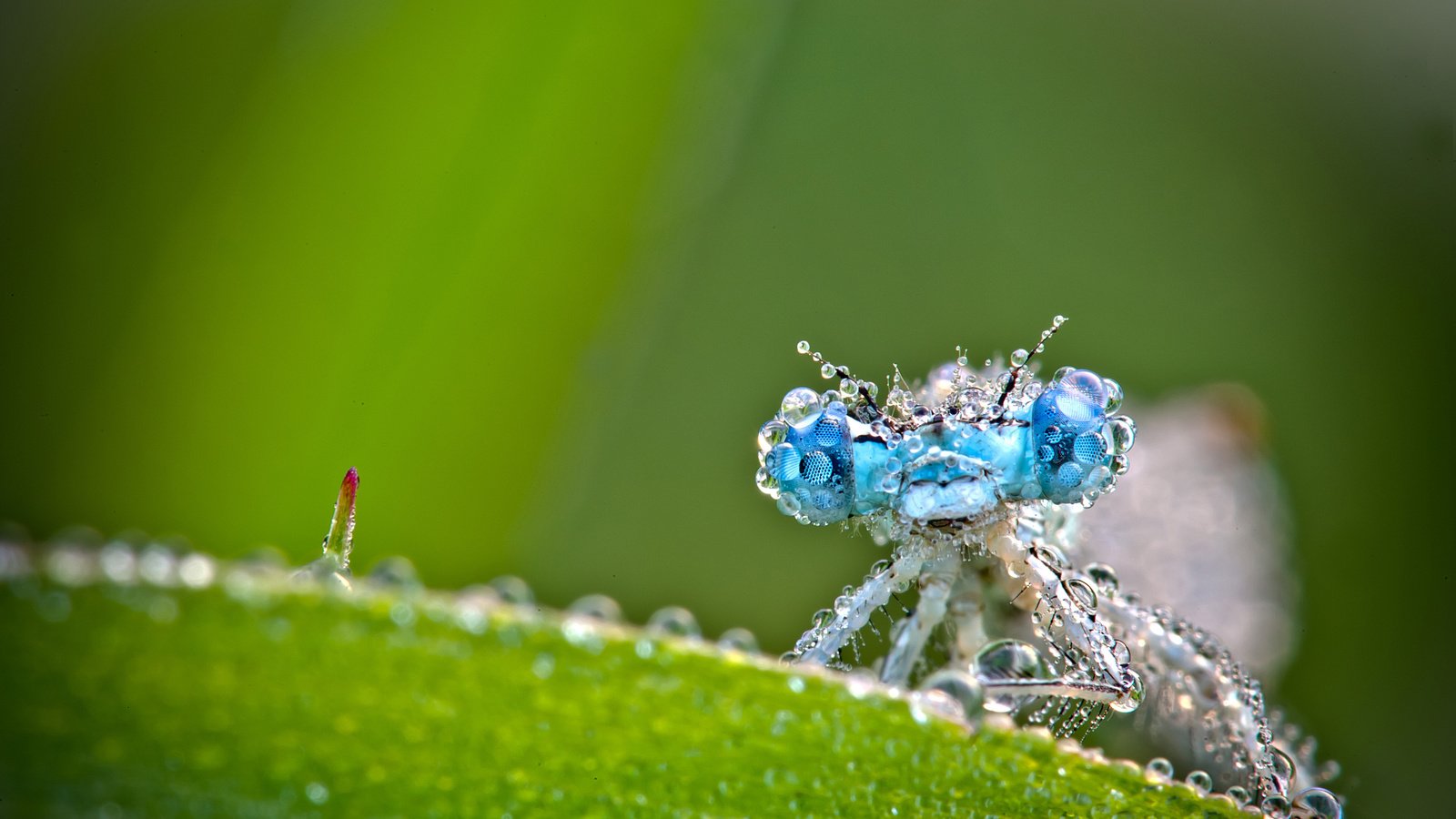 Обои глаза, зелень, макро, капли, насекомые, стрекоза, eyes, greens, macro, drops, insects, dragonfly разрешение 2880x1800 Загрузить